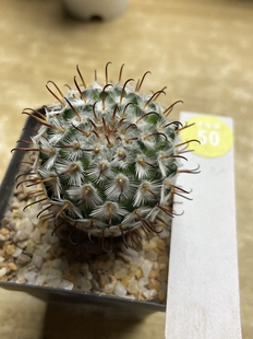 3实生优选曲刺佩雷3.9cm