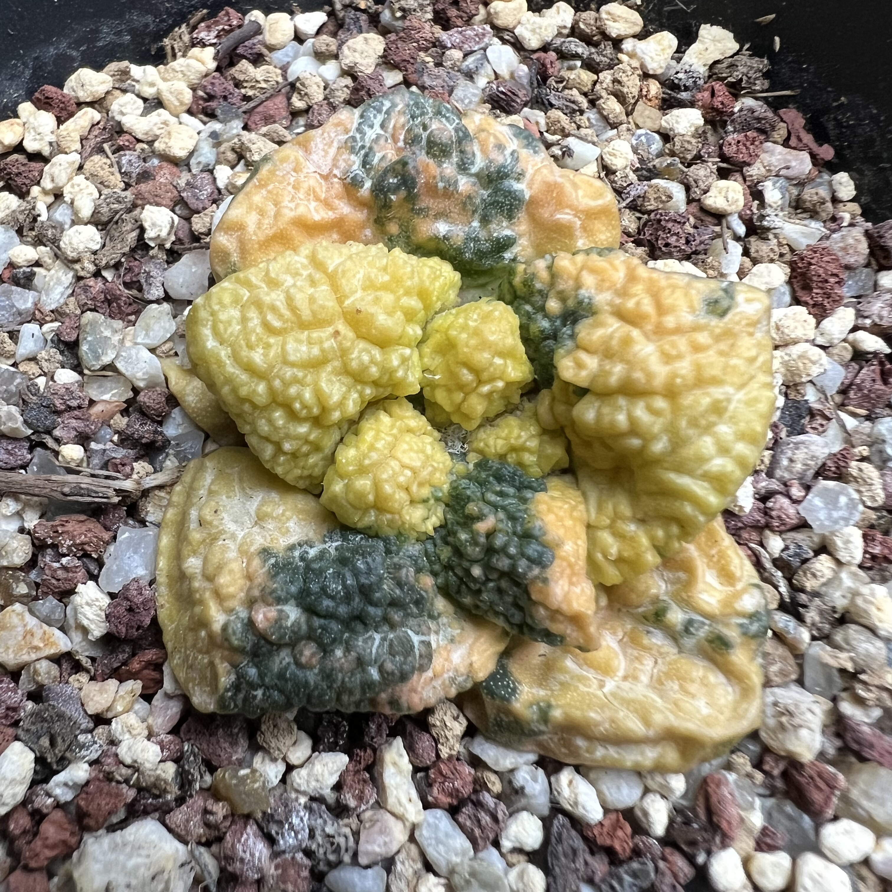 龟甲牡丹锦自根防辐射仙人球块根多肉植物绿植盆栽