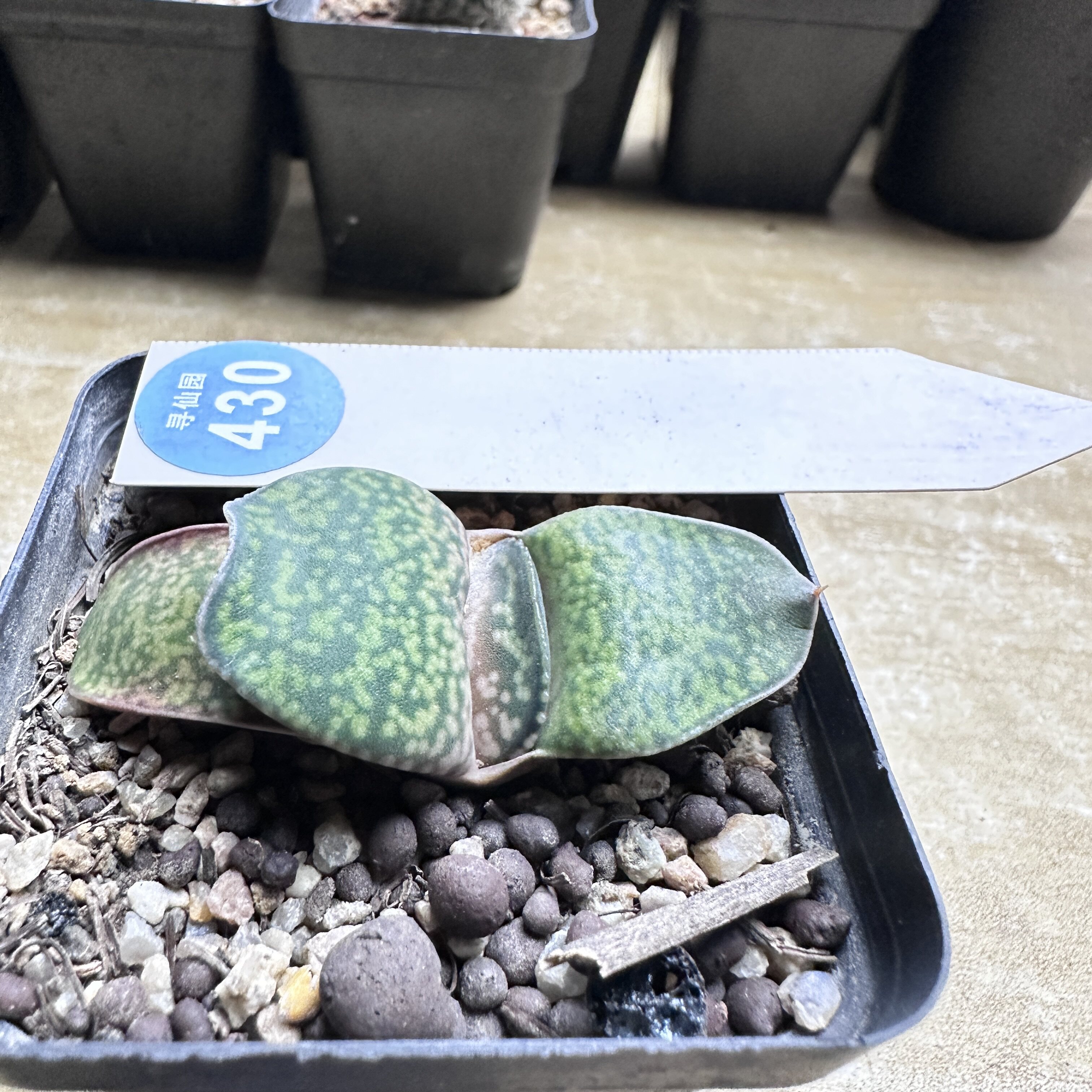 9实生恐龙卧牛一棵