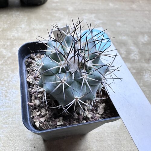 28实生强刺黑枪玉3.5cm
