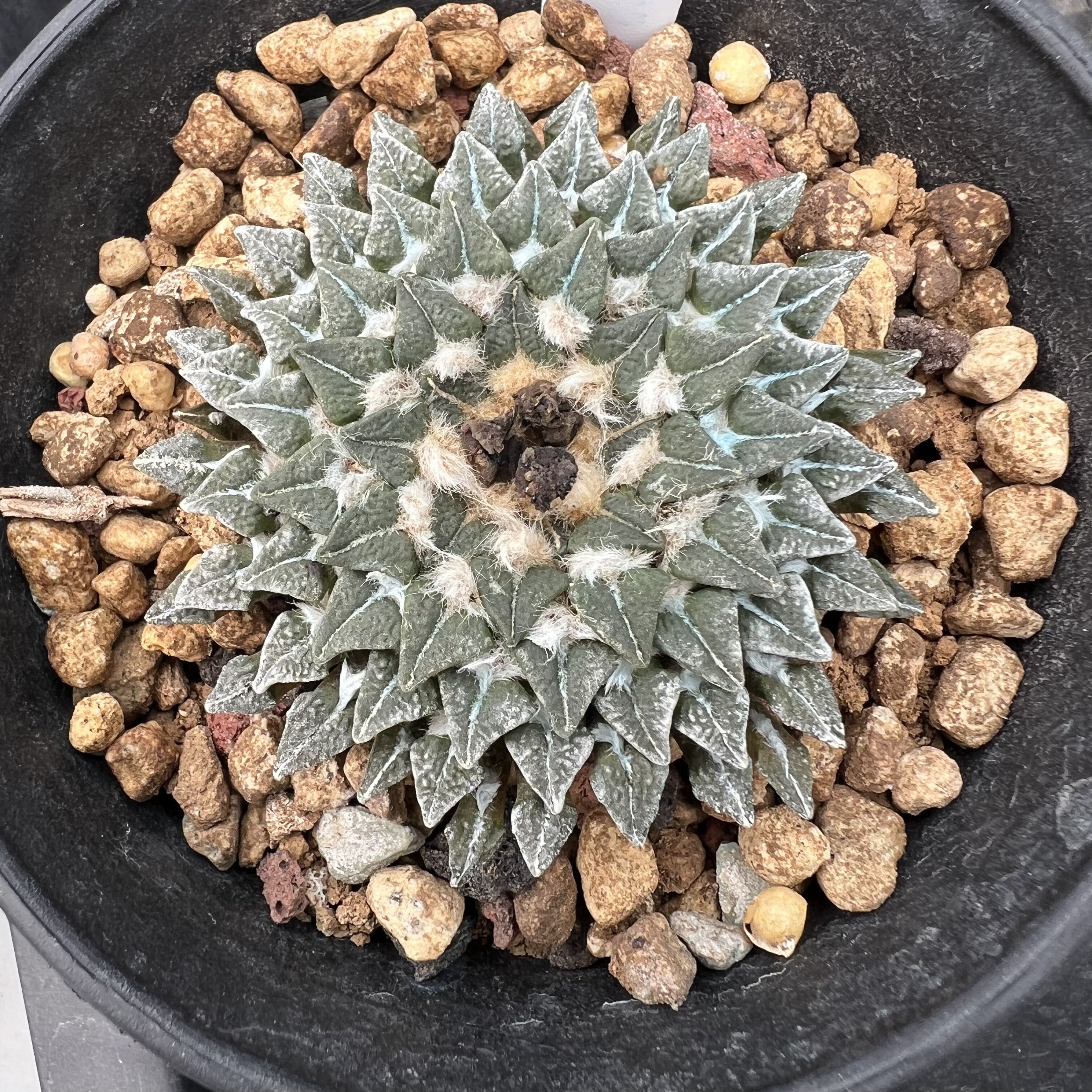 成田小疣姬牡丹实生仙人球块根多肉植物绿植盆栽花卉龙舌兰卧牛
