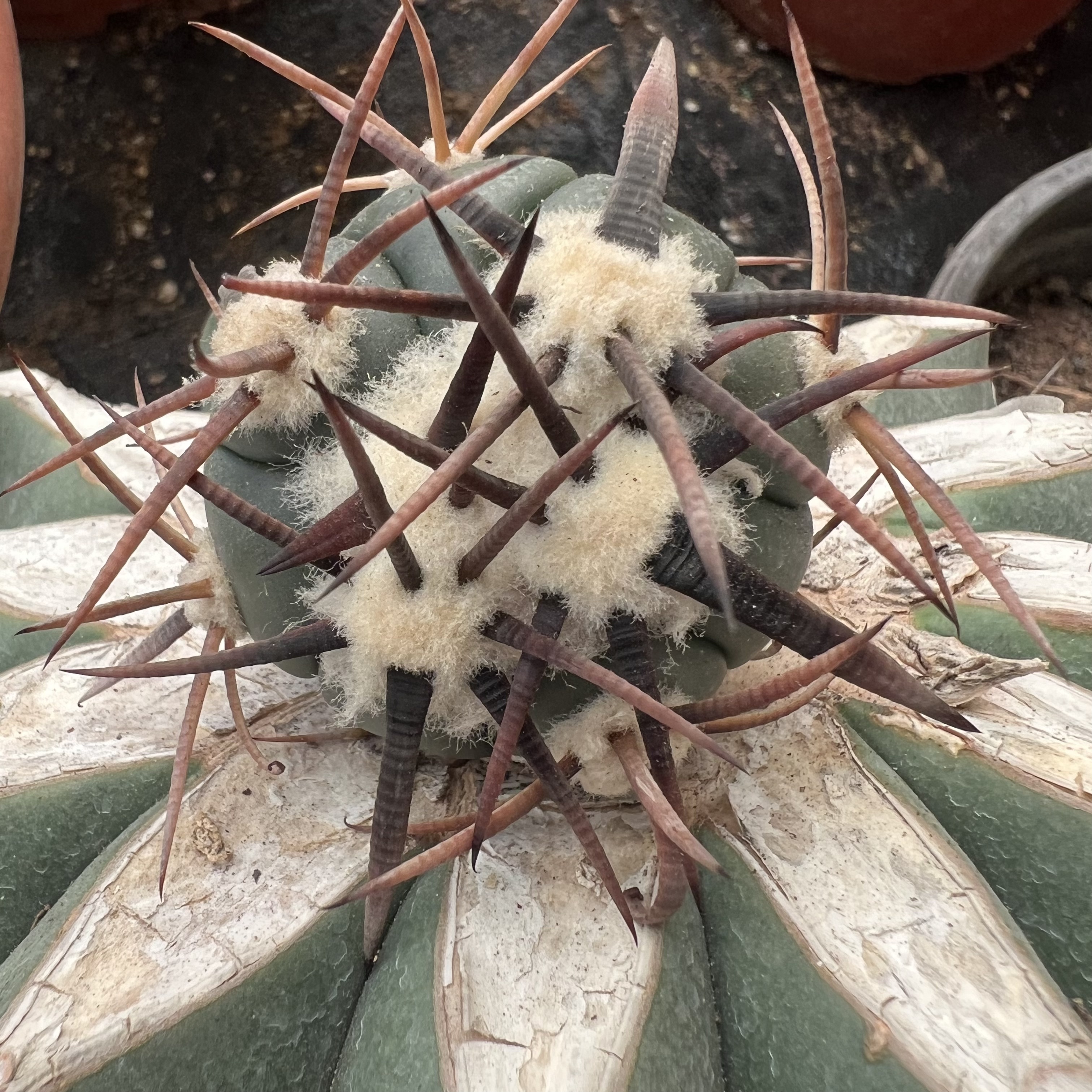 割刺雷帝老巨鹫玉嫁接砍头防辐射仙人球多肉植物绿植花卉龙舌兰