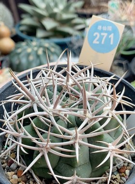 38实生水牛角狂刺碧岩玉6.1cm