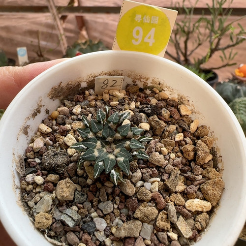 30实生姬牡丹一颗2.5cm