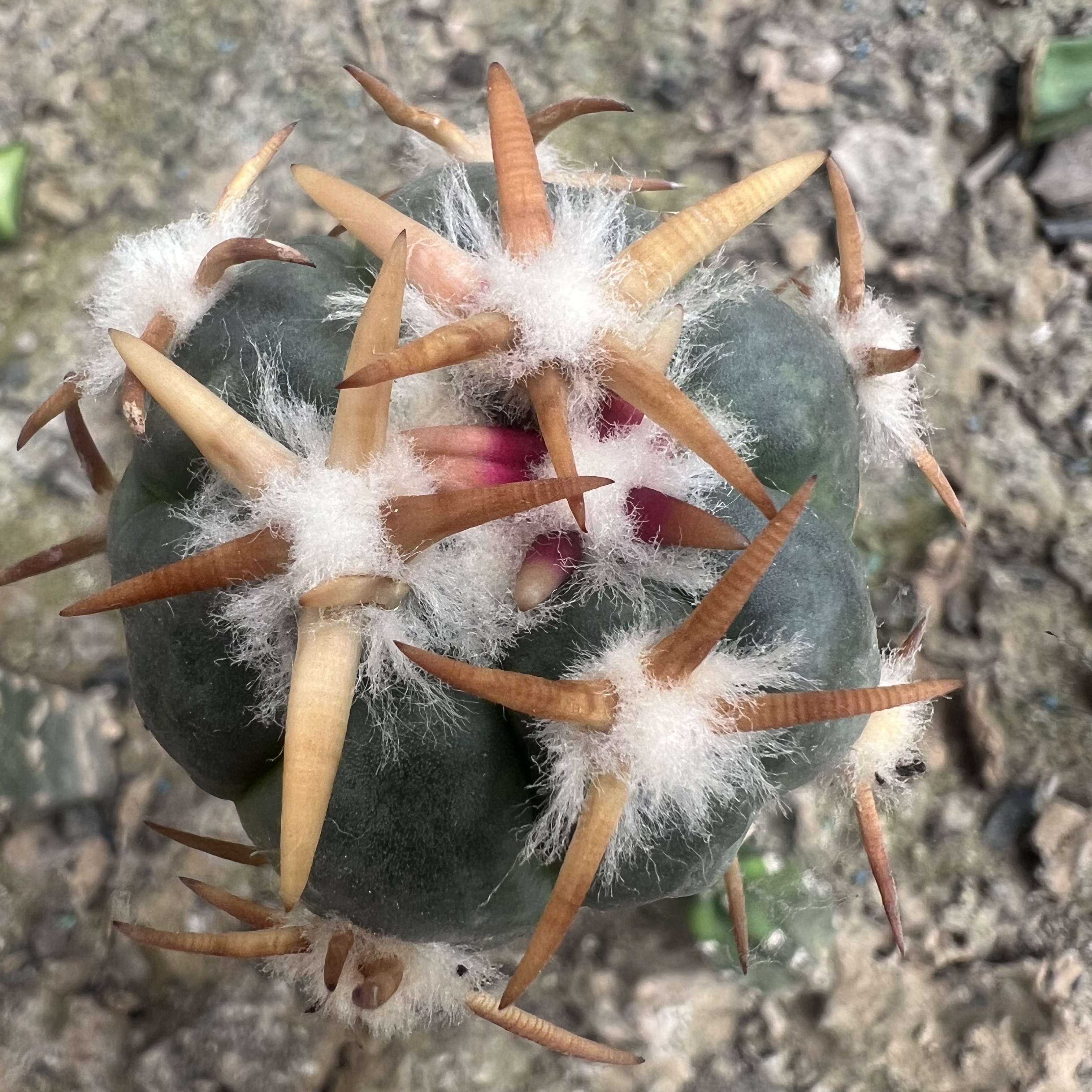 豪刺翠平丸嫁接仙人球块根多肉植物绿植盆栽花卉龙舌兰