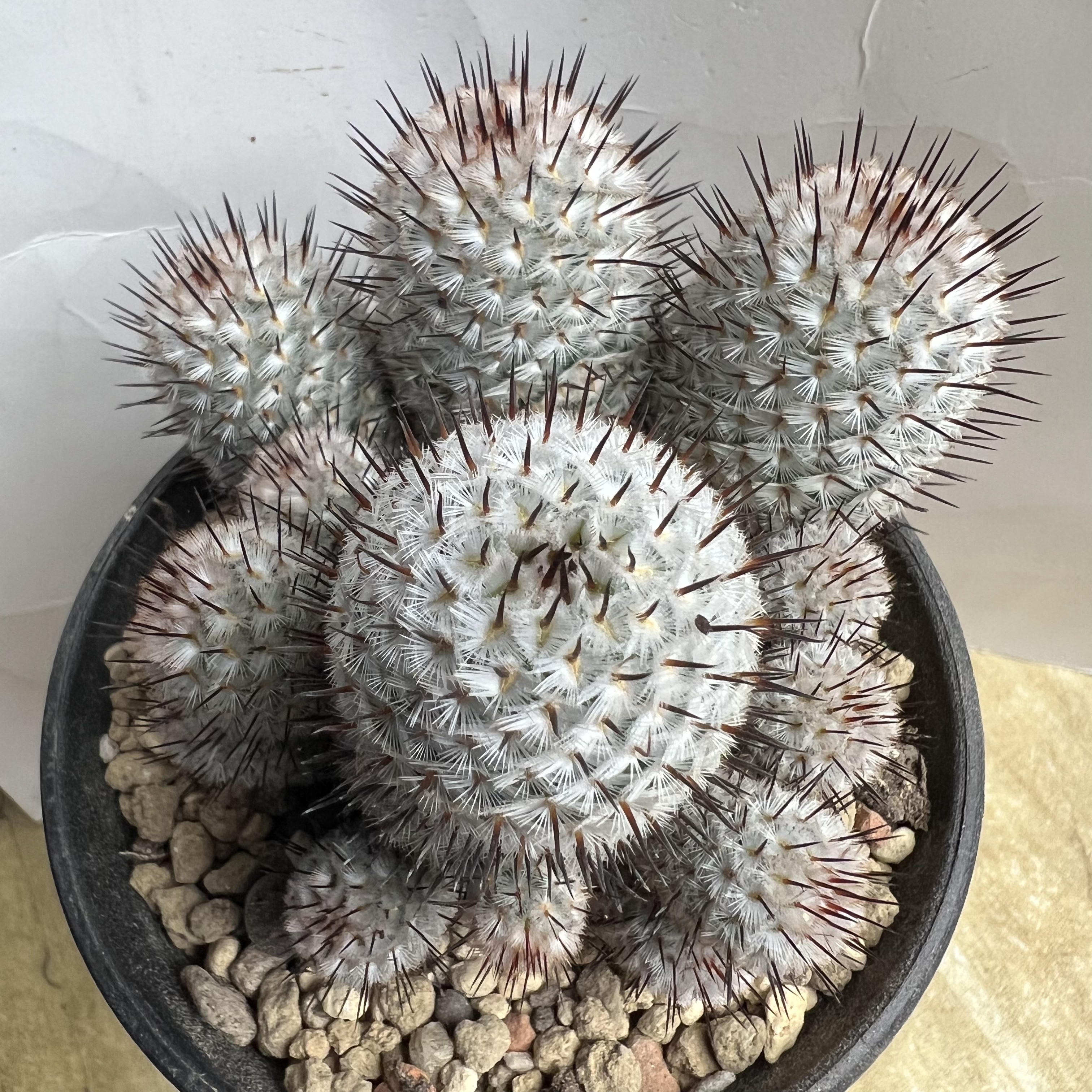 直刺佩雷群实生仙人球块根多肉植物绿植盆栽花卉龙舌兰