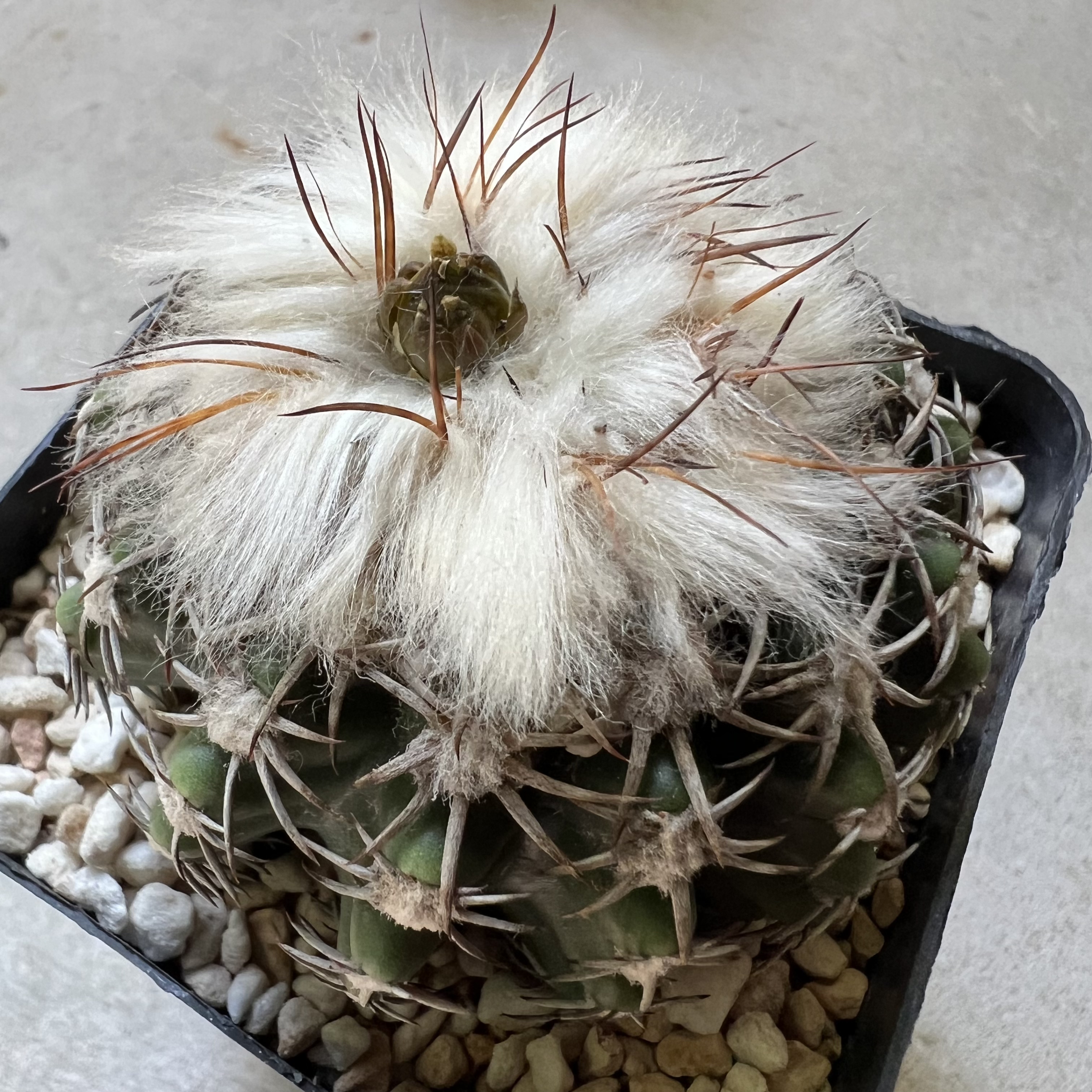 云顶奇特圆盘玉实生防辐射仙人球块根多肉植物绿植盆栽花卉龙舌兰