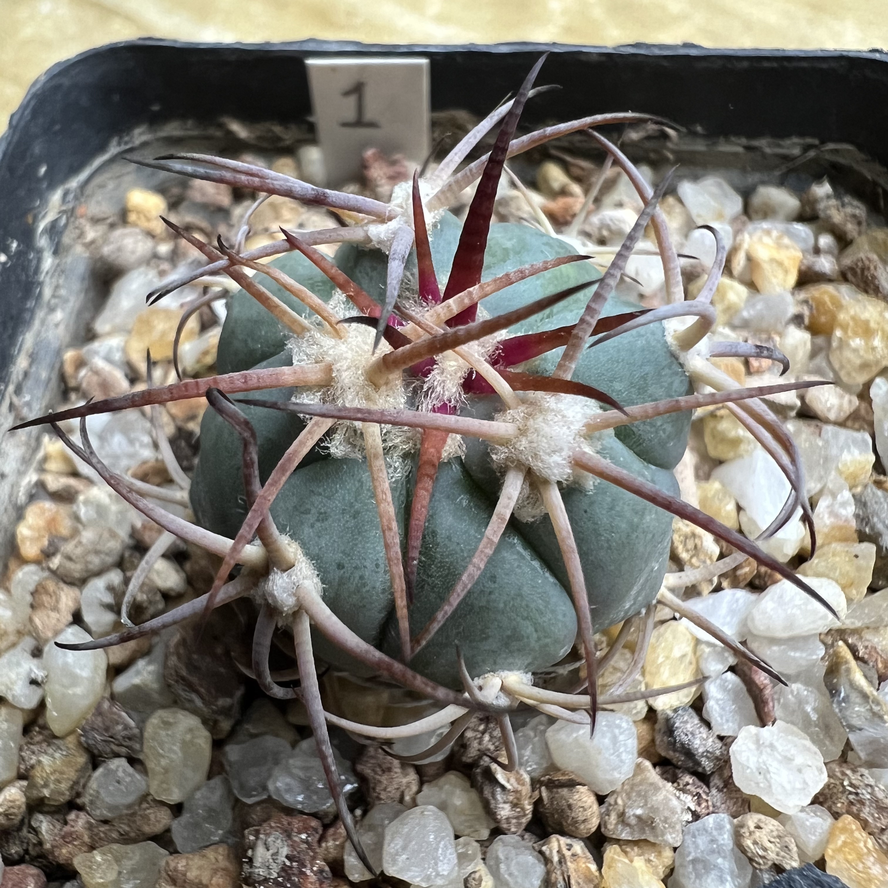 粗刺花王平丸实生防辐射仙人球块根多肉植物绿植盆栽花卉
