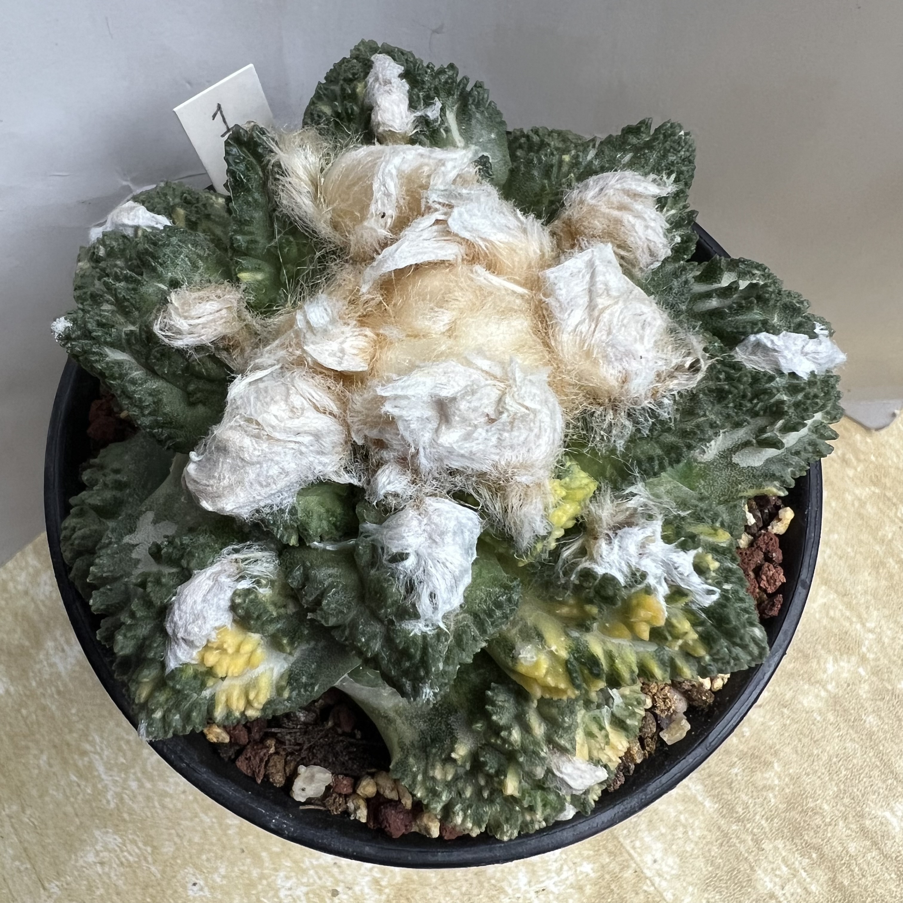 怒涛牡丹锦自根可提盆防辐射仙人球块根多肉植物绿植盆栽花卉