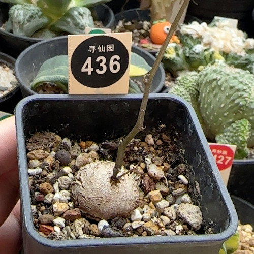 15龟甲龙一颗2.2cm