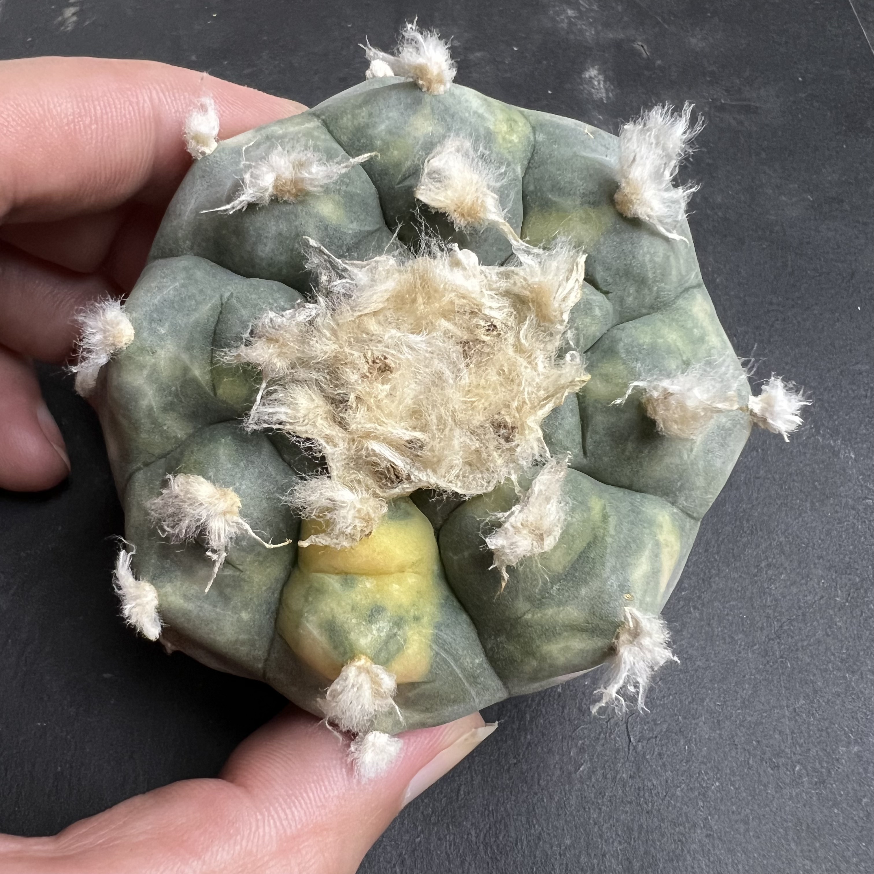 长毛螺旋肋骨海鲜才发根防辐射仙人球块根多肉植物绿植盆栽花卉