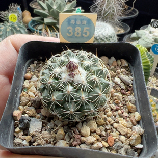 11实生娇丽3.7cm一棵仙人球