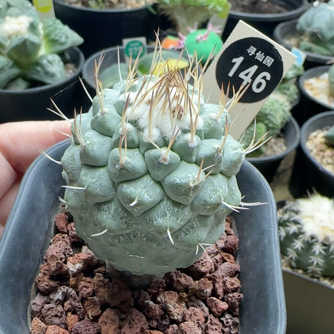 17实生上蜡长刺母本菊水4.5cm