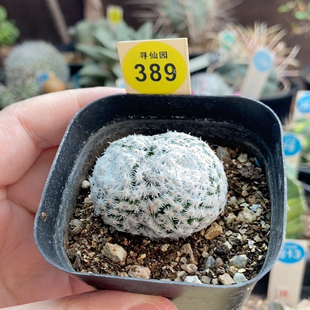 26自根连体双头白鸟3.8cm