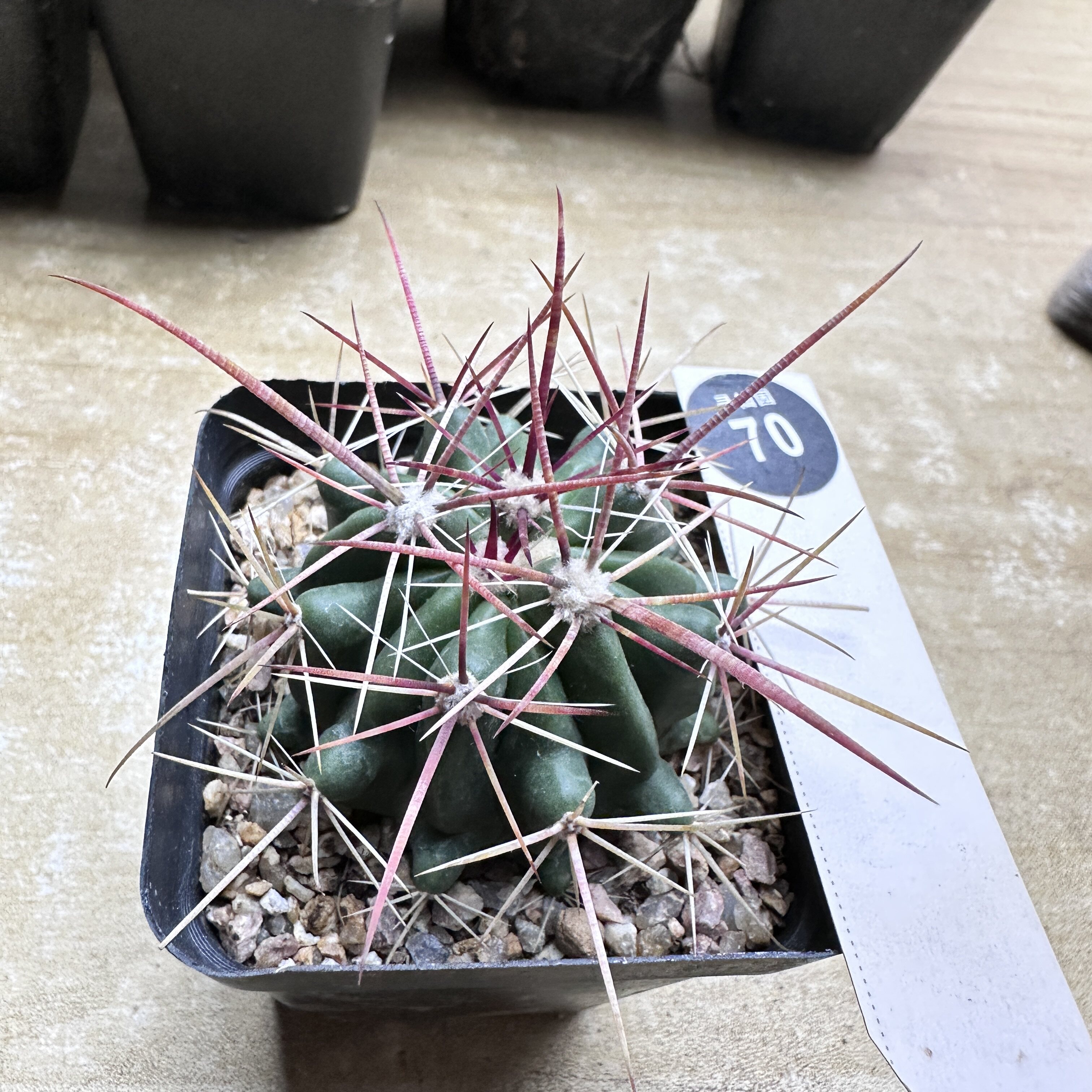 10实生强狂刺球5.4cm