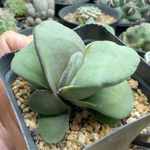 螺旋短厚叶卧牛带2侧芽