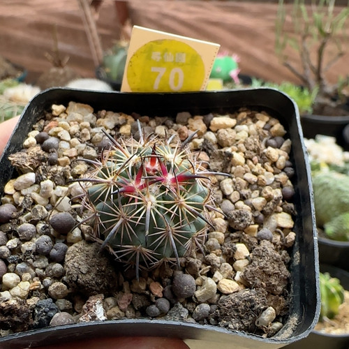 14实生狂豪刺琥爪2.8cm