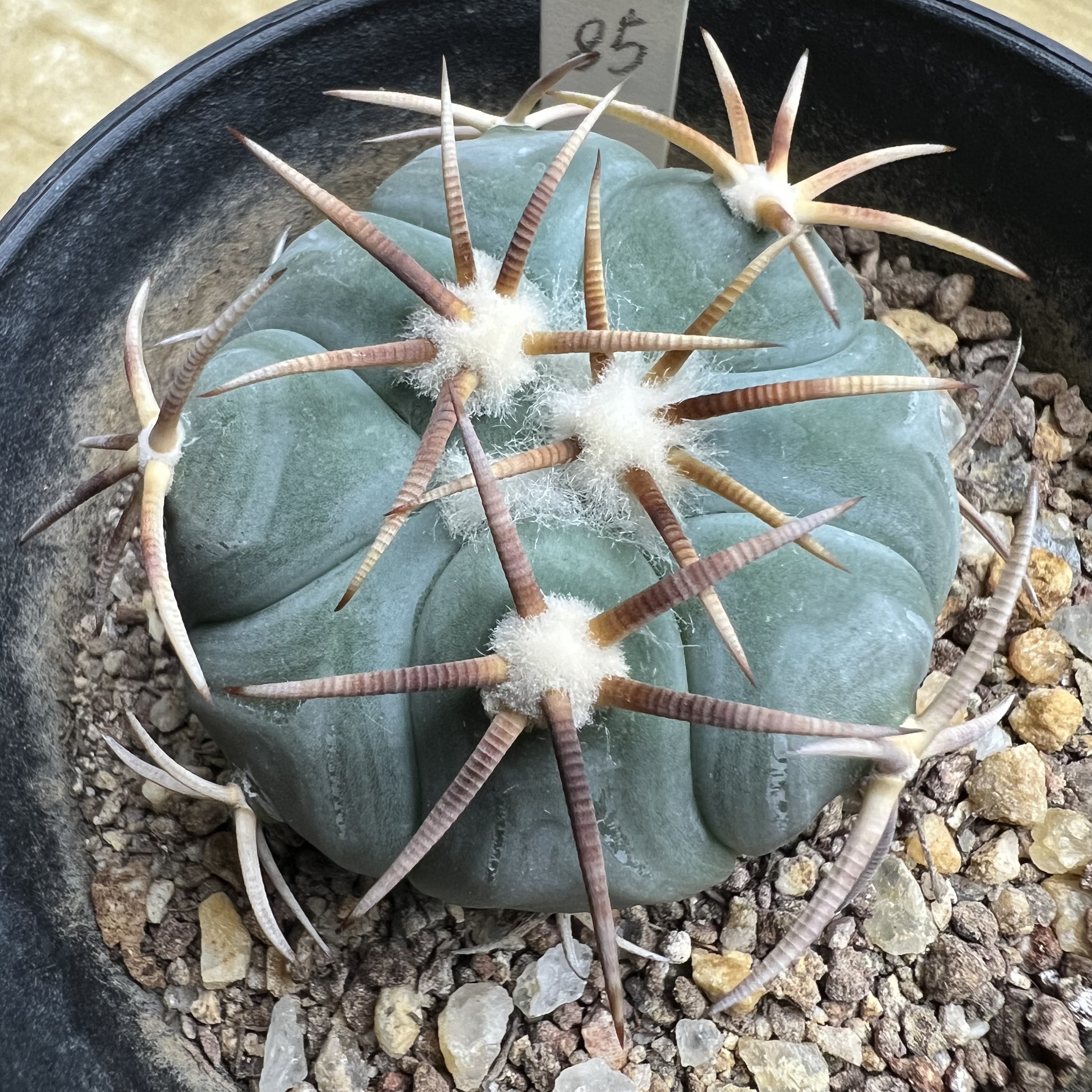 翠平丸实生防辐射仙人球块根多肉植物绿植盆栽花卉