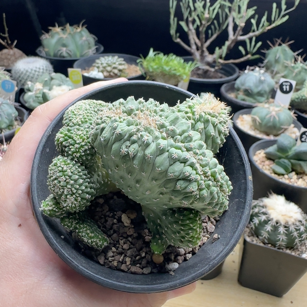 16实生菊水缀化群8.8cm