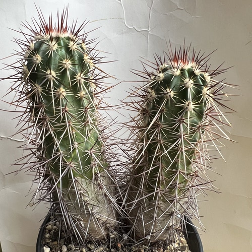 老犰狳虾实生防辐射仙人球块根多肉植物绿植盆栽花卉龙舌兰