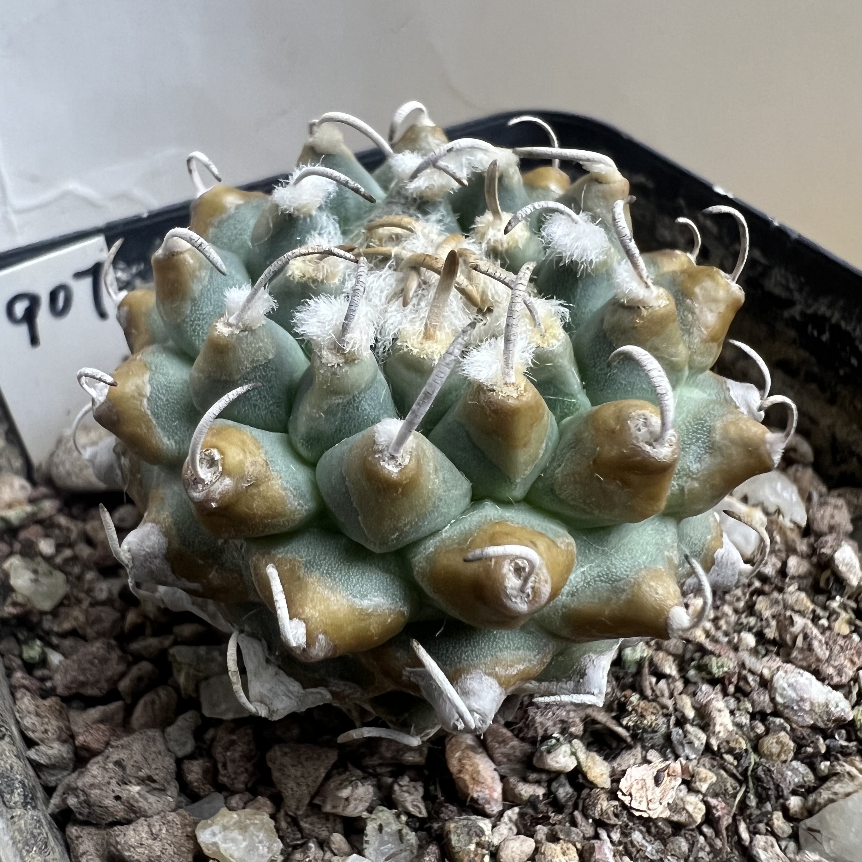 输入焦糖疣安德森娇丽实生防辐射仙人球块根多肉植物绿植盆栽花卉