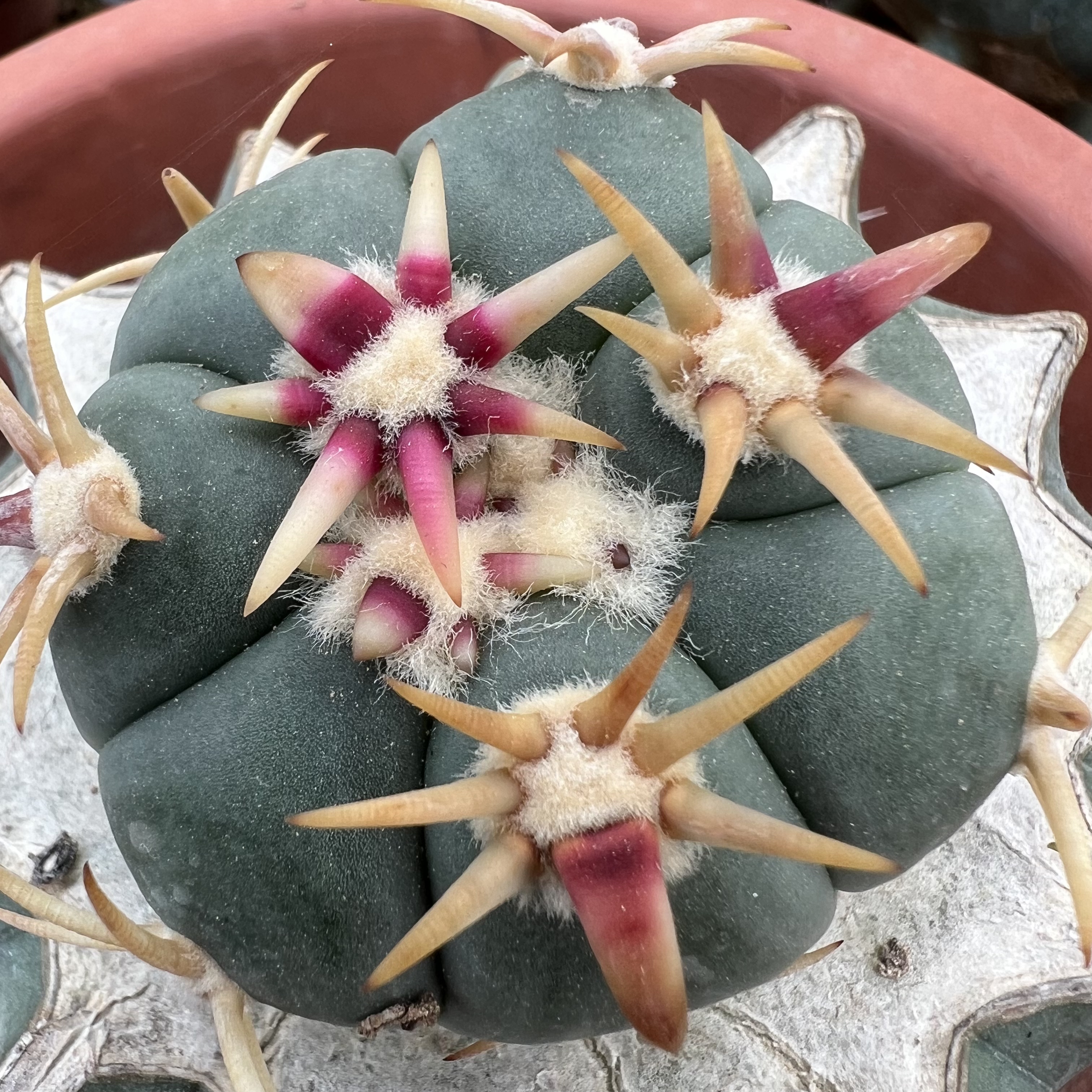 特短豪刺翠平丸巨鸠嫁接仙人球块根多肉植物绿植盆栽花卉龙舌兰