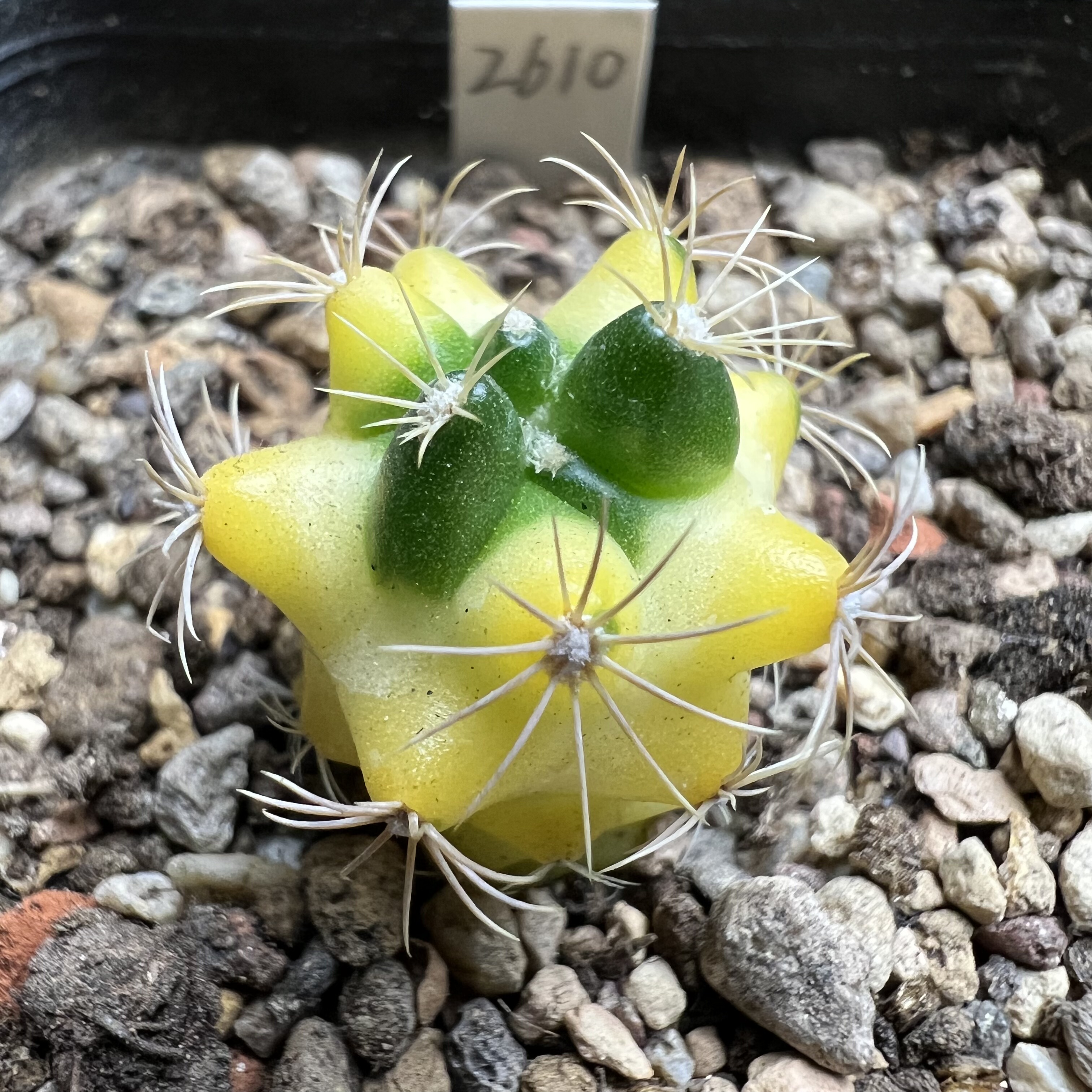 五彩大统领锦实生仙人球块根多肉植物绿植盆栽花卉龙舌兰
