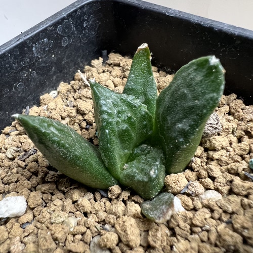 怒涛牡丹实生仙人球块根多肉植物绿植盆栽花卉龙舌兰