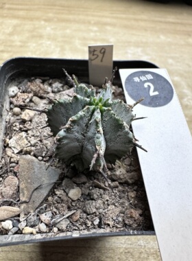 28实生白衣魁伟玉一颗仙人球2.9cm