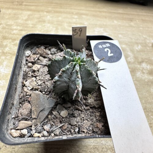 28实生白衣魁伟玉一颗仙人球2.9cm