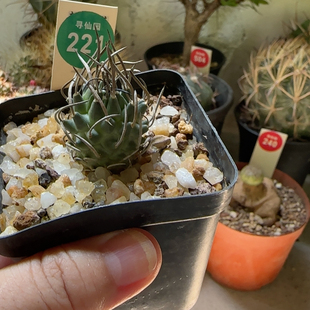 7实生碳刺升龙丸娇丽2.6cm