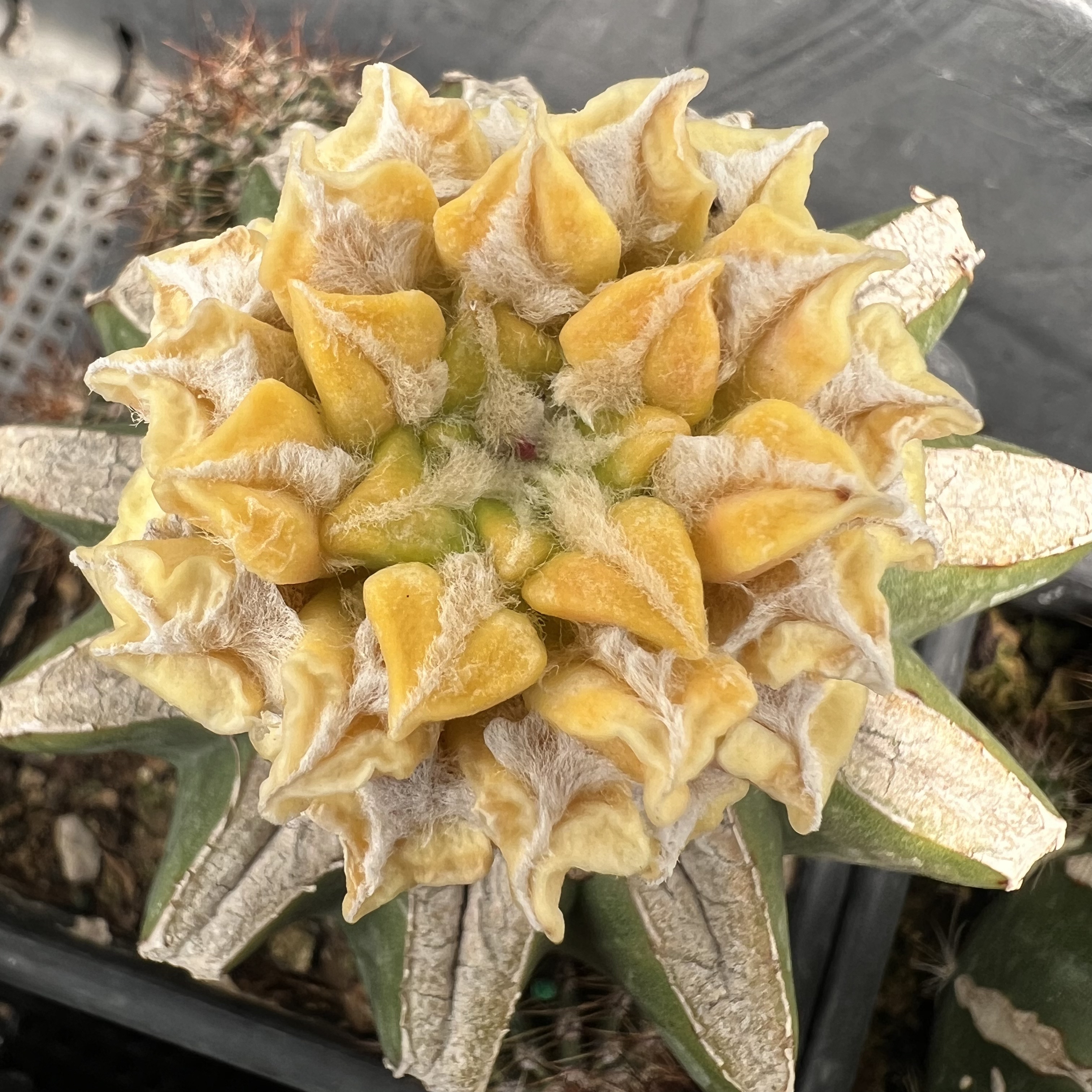 螺旋疣黑牡丹锦草球嫁接防辐射仙人球块根多肉植物绿植盆栽花卉