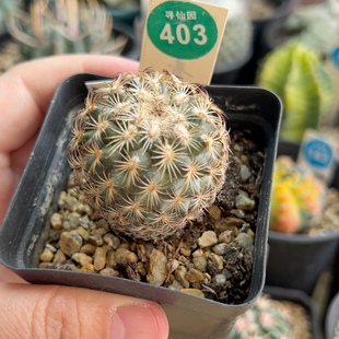 13实生伊莎贝拉娇丽4cm