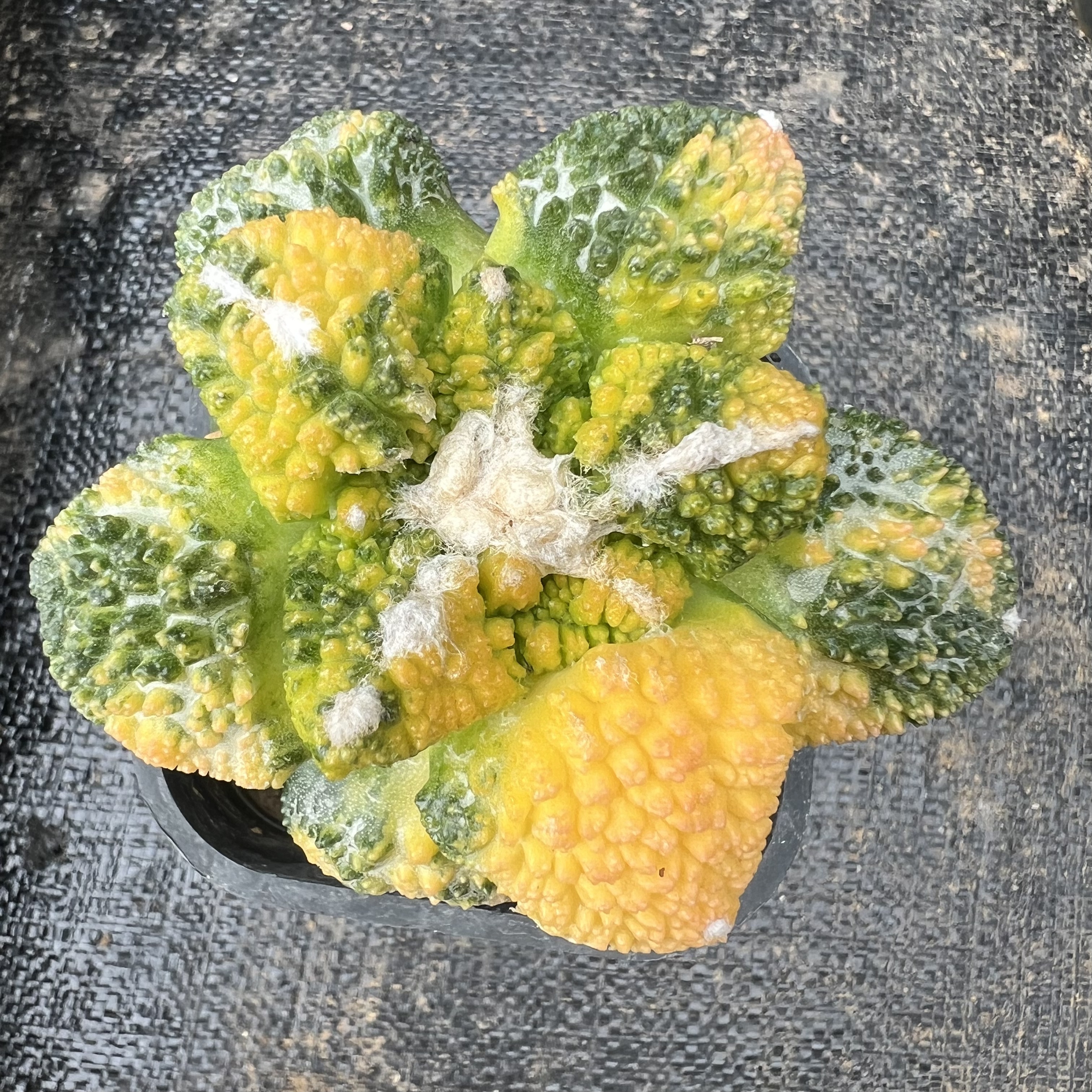 哥斯拉牡丹散斑锦草球嫁接防辐射仙人球块根多肉植物绿植盆栽花卉