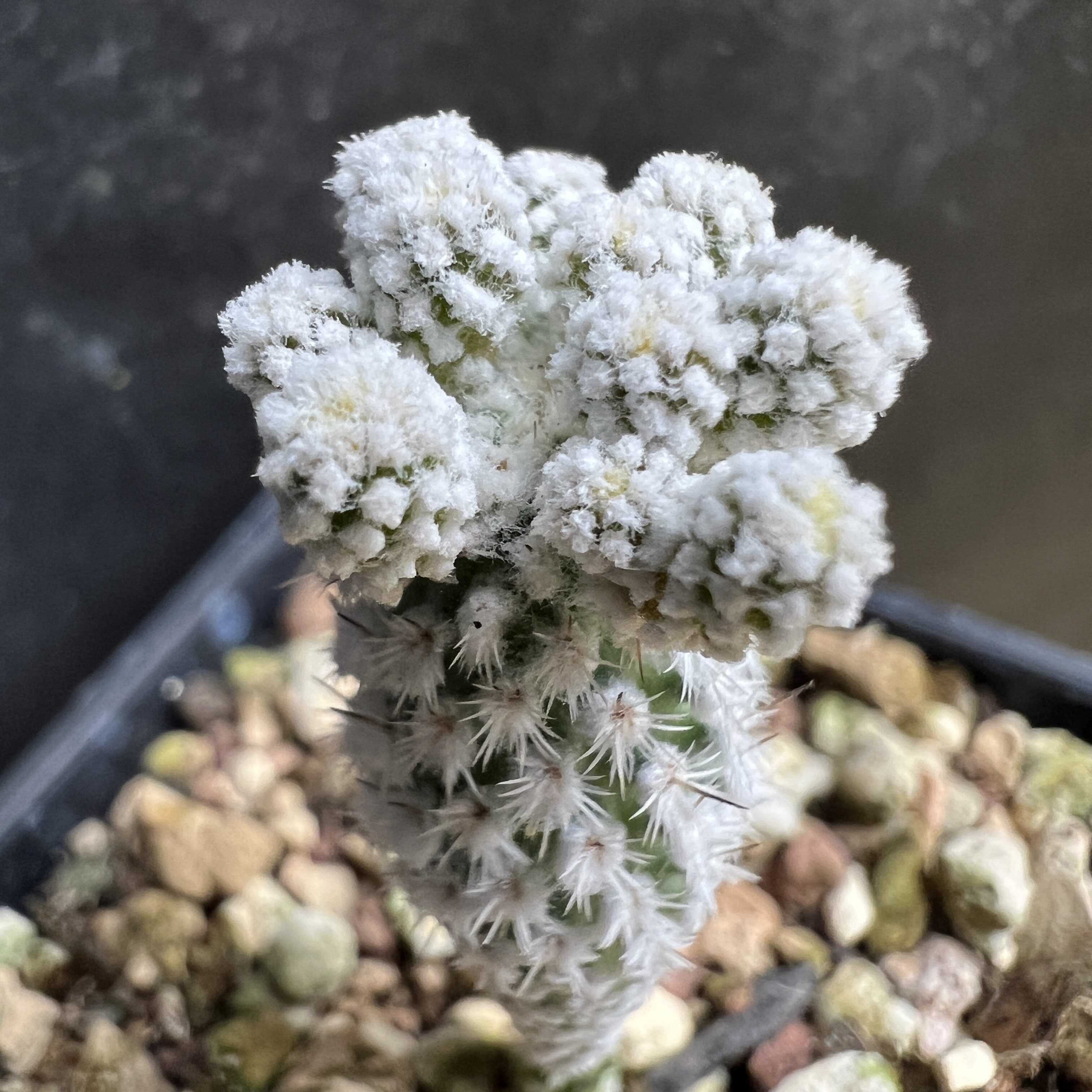 白毛赤花美针玉群实生仙人球块根多肉植物绿植盆栽花卉龙舌兰