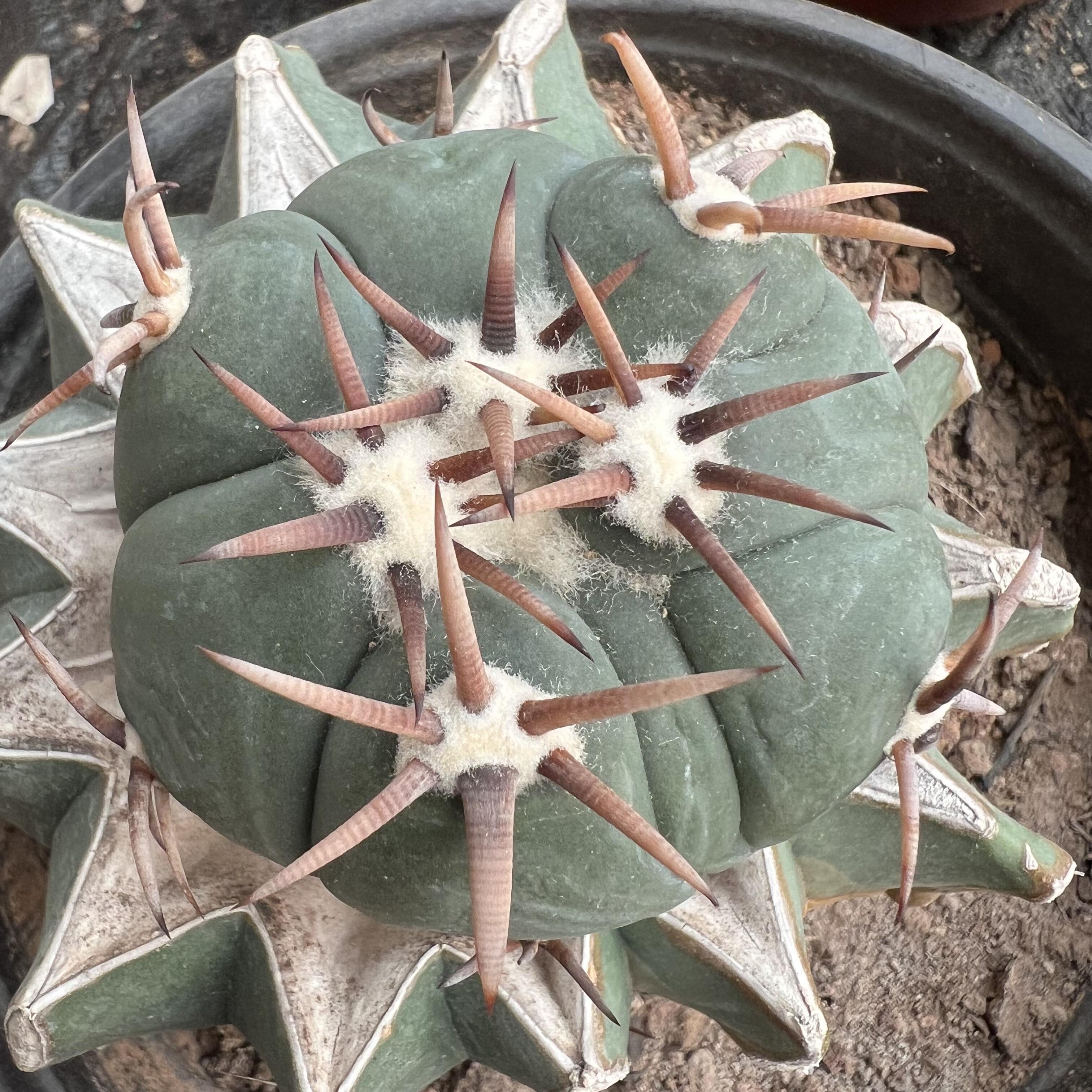 短豪刺雷帝老巨鹫玉嫁接防辐射仙人球多肉植物绿植花卉龙舌兰