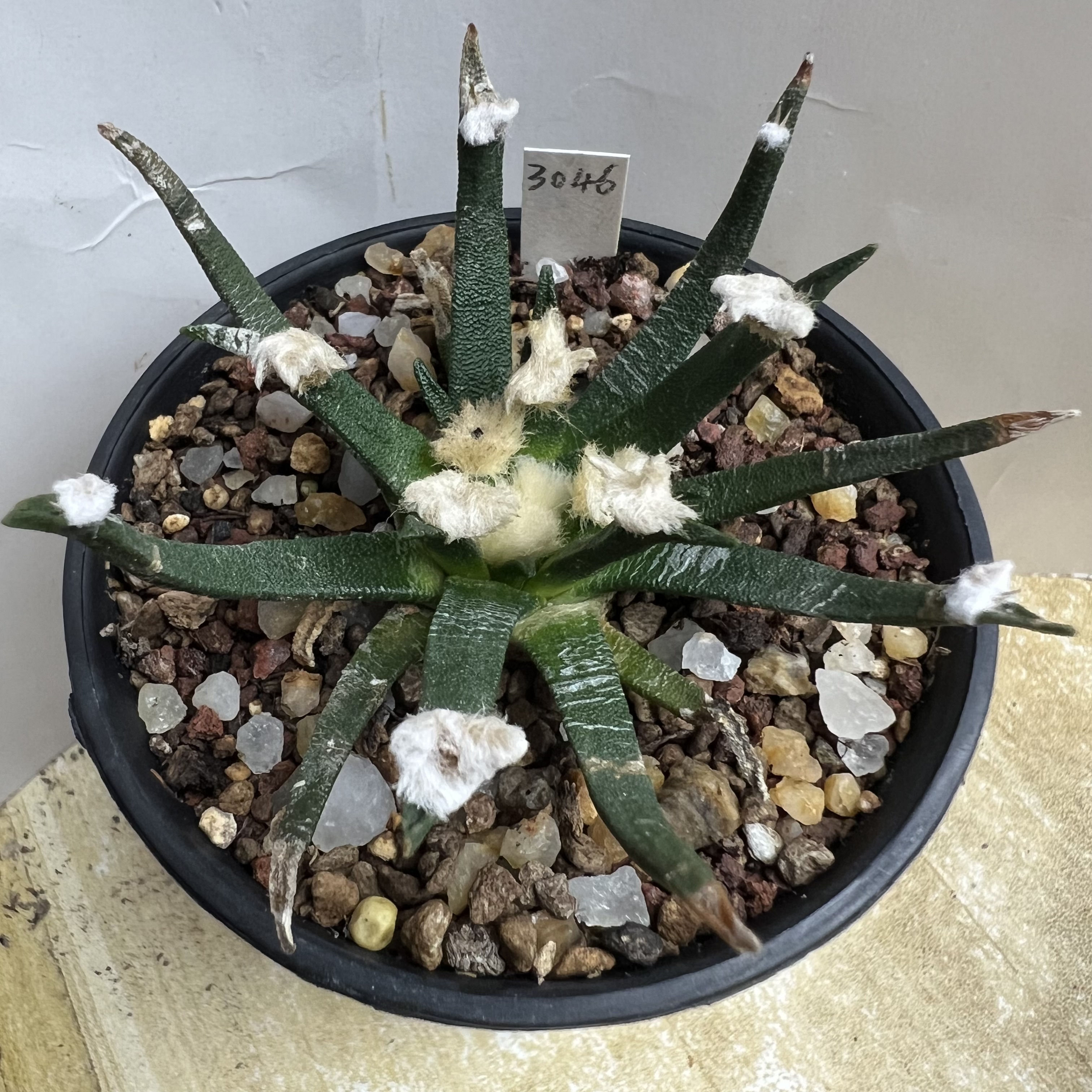 老龙舌兰牡丹实生防辐射仙人球块根多肉植物绿植盆栽花卉