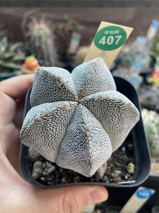 23实生带V恩冢鸾凤玉6.3cm