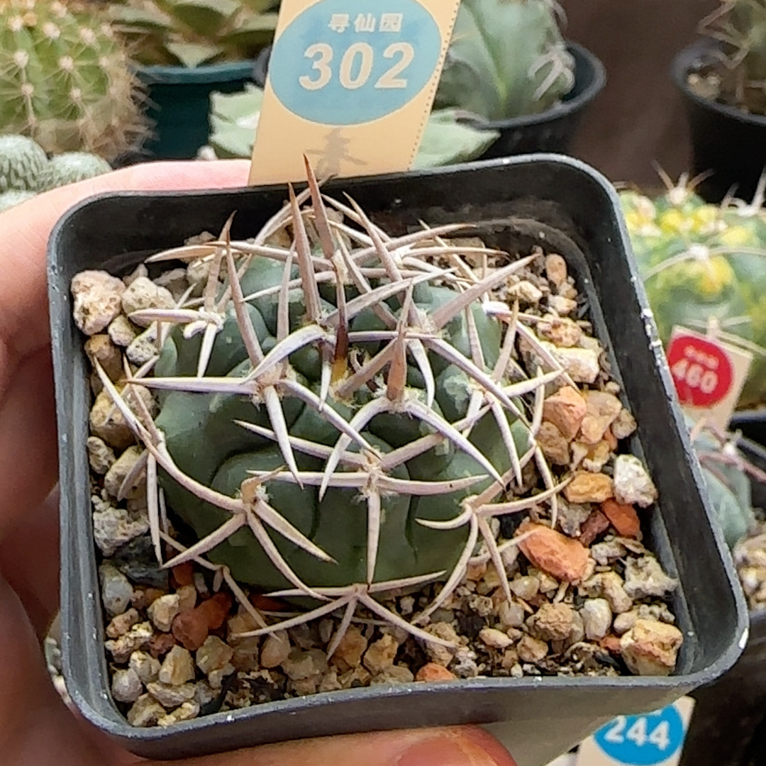 6实生密刺碧岩玉4.5cm - 实物图