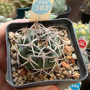 6实生密刺碧岩玉4.5cm
