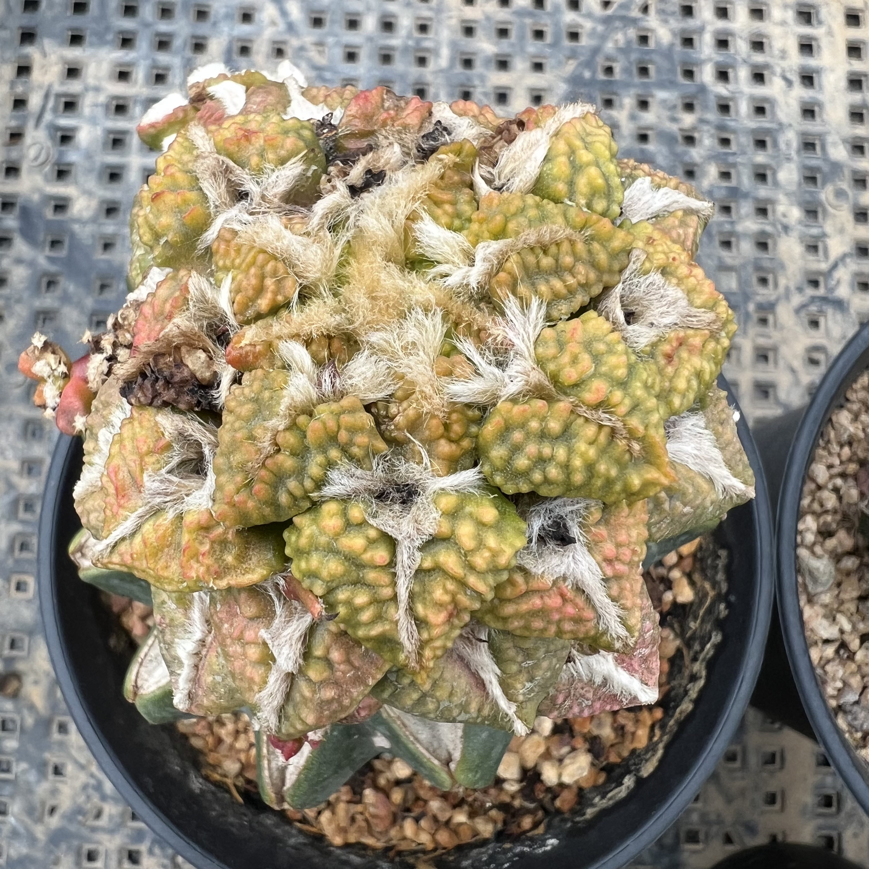 哥斯拉大疣黑牡丹锦草球嫁接防辐射仙人球块根多肉植物绿植盆栽