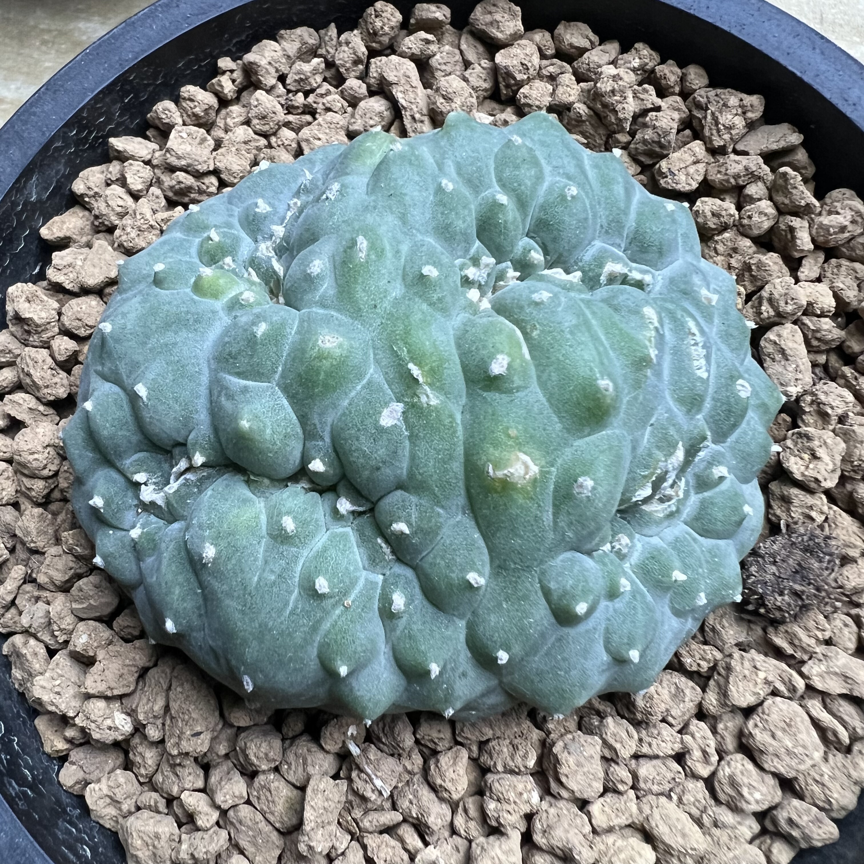 萝卜根海鲜缀化防辐射仙人球块根多肉植物绿植盆栽花卉