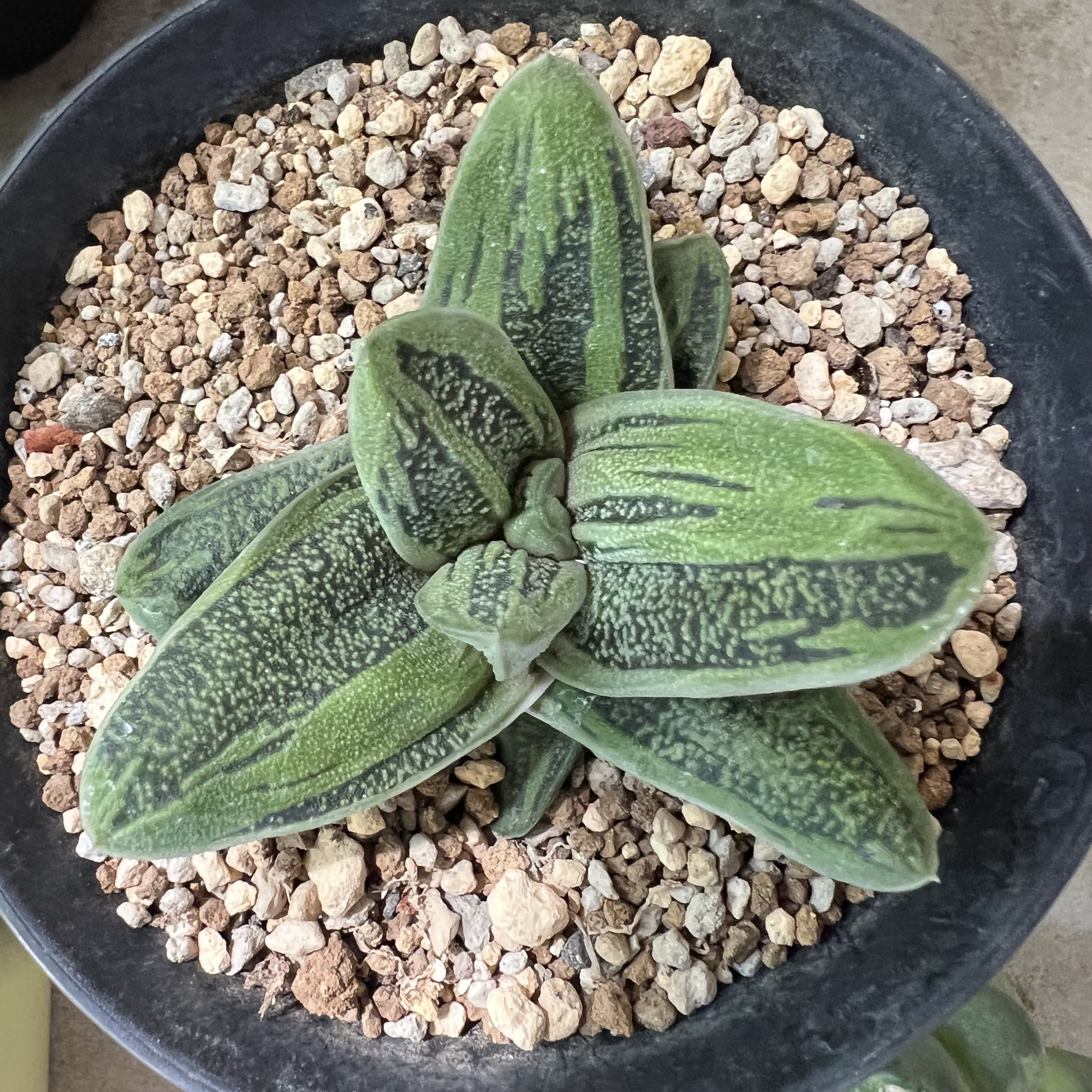 旋转玫瑰卧牛变异实生防辐射仙人球块根多肉植物绿植盆栽花卉