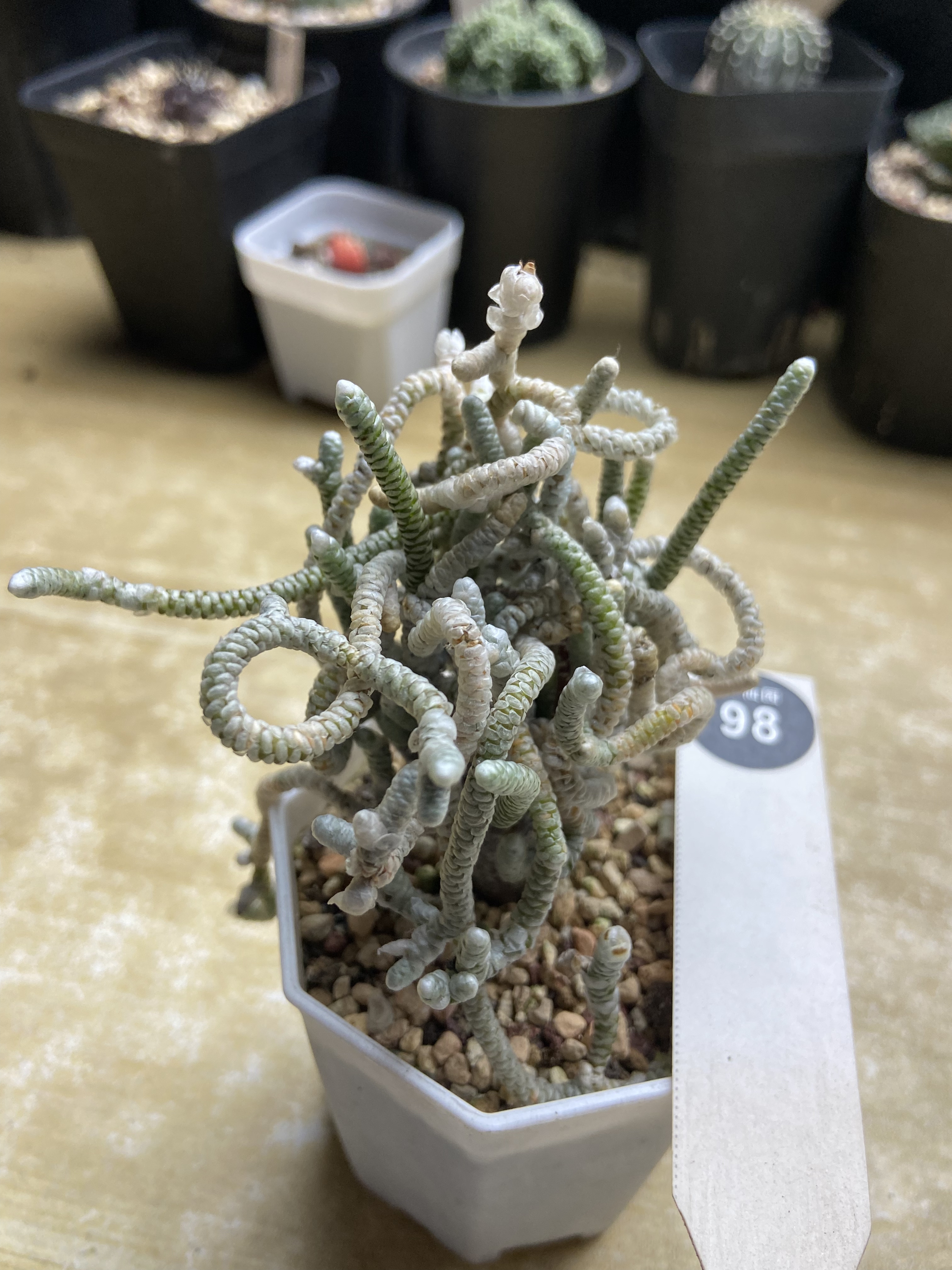 3妖精之舞银蚕一颗仙人球
