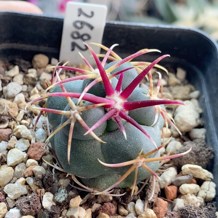 9优选太刺绯冠龙实生3.2厘米