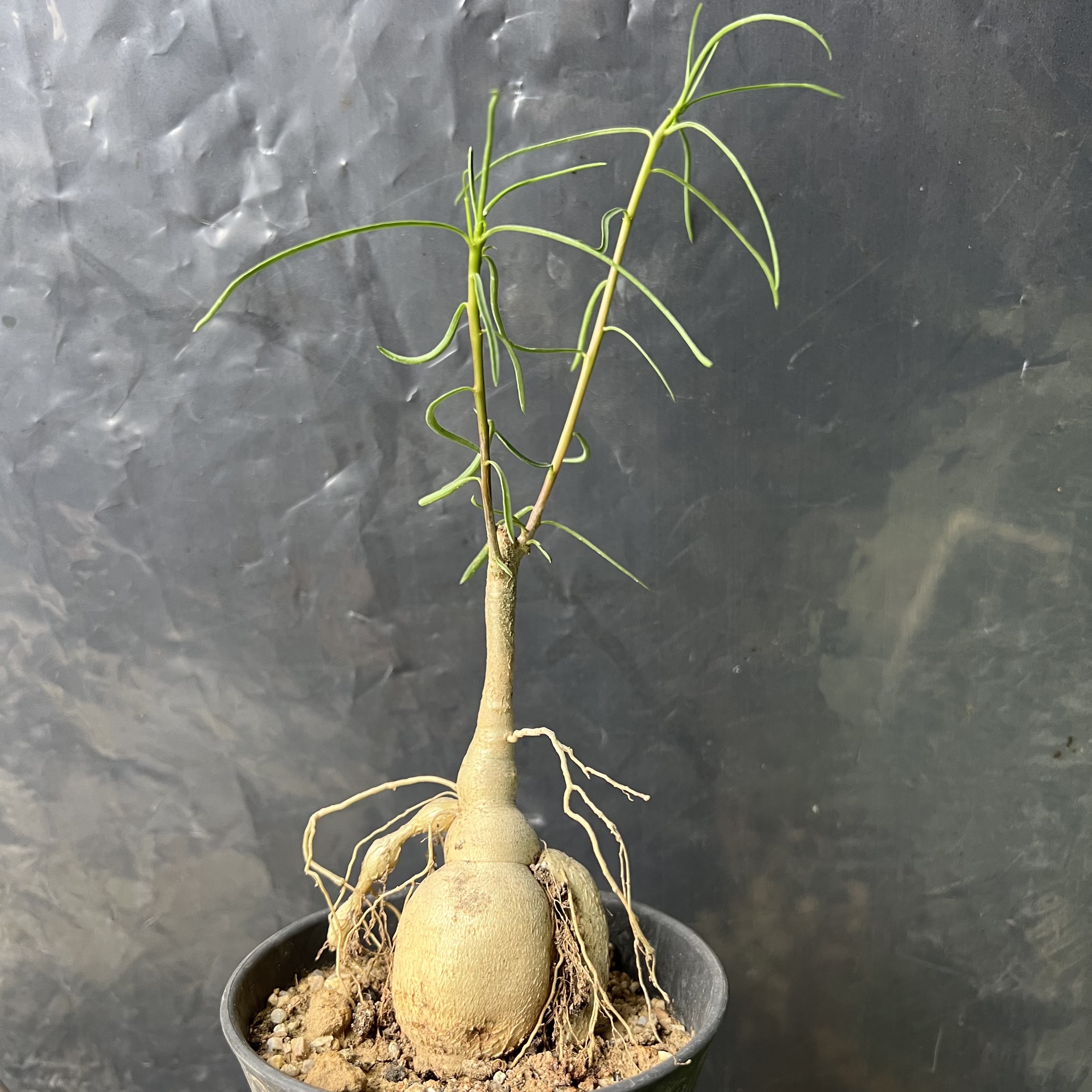 柳叶麒麟实生防辐射园艺仙人球块根多肉植物绿植盆栽