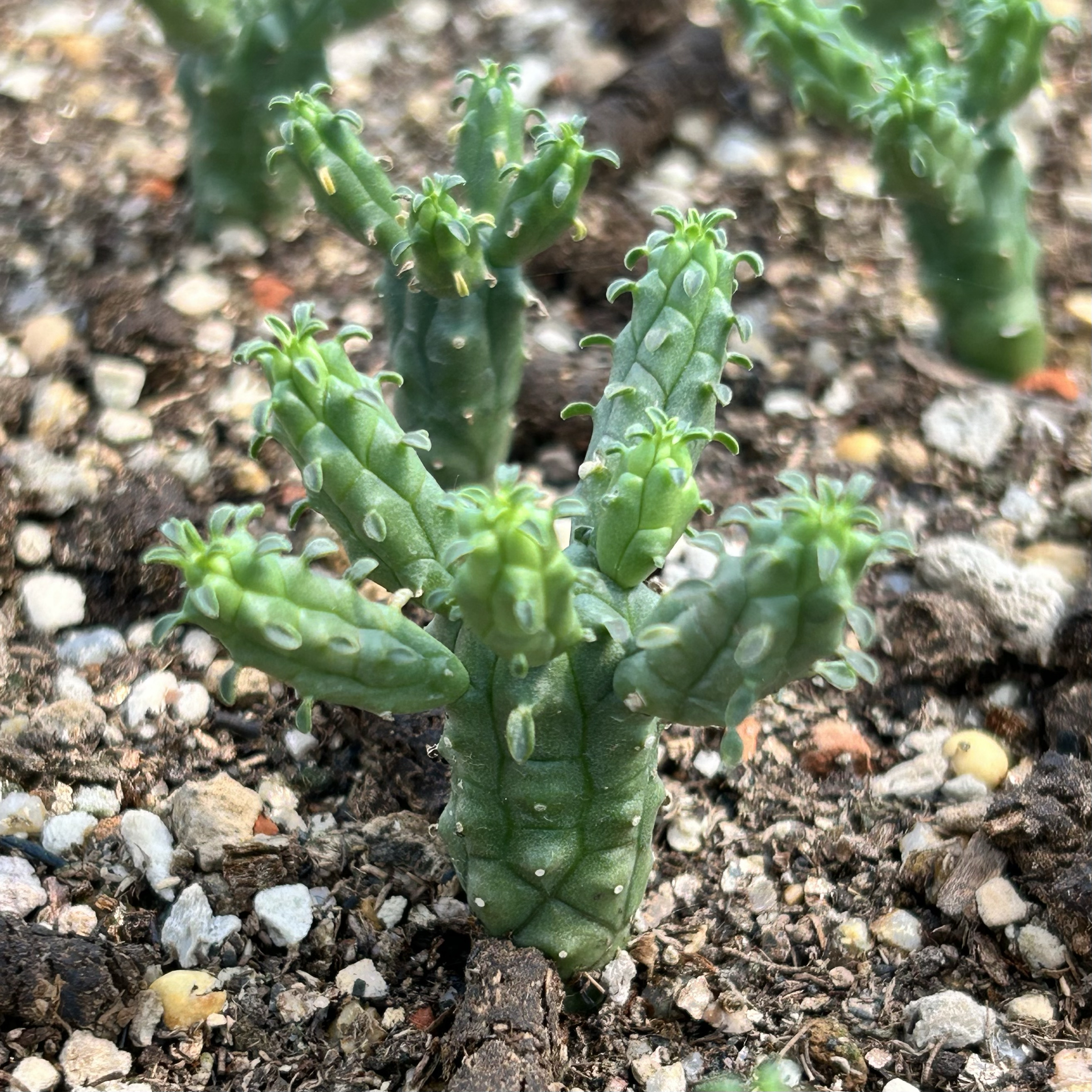 九头龙大戟群生好养活仙人掌类植物盆栽室内阳台开花防辐射