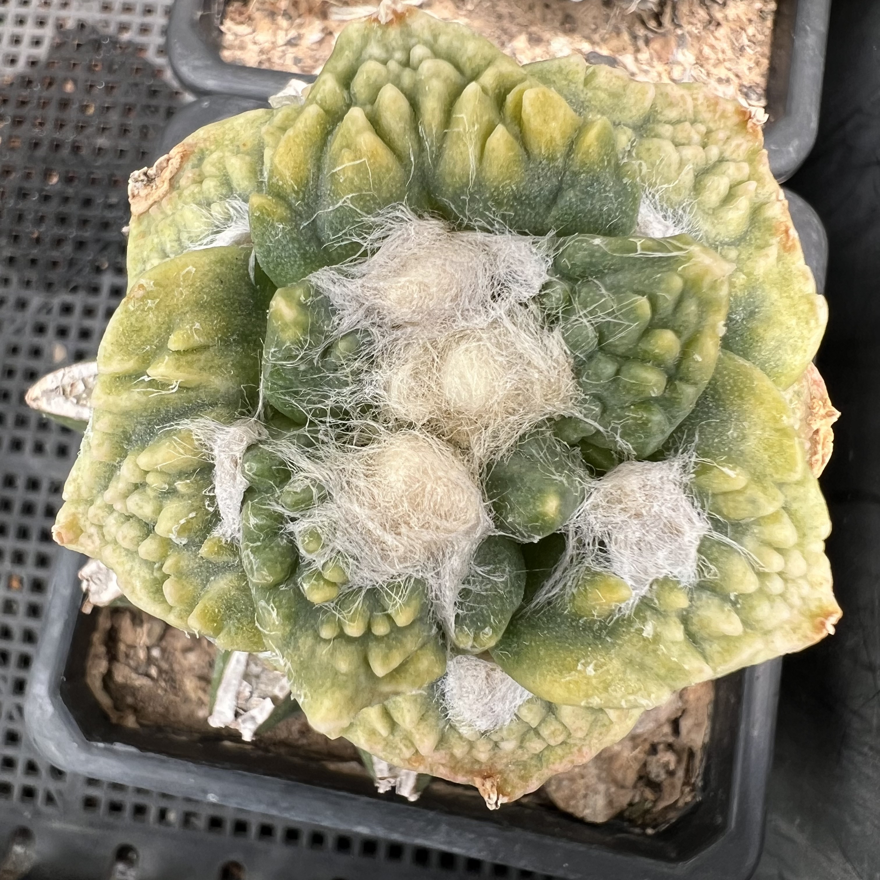 怒涛牡丹锦草球嫁接防辐射仙人球块根多肉植物绿植盆栽花卉龙舌兰