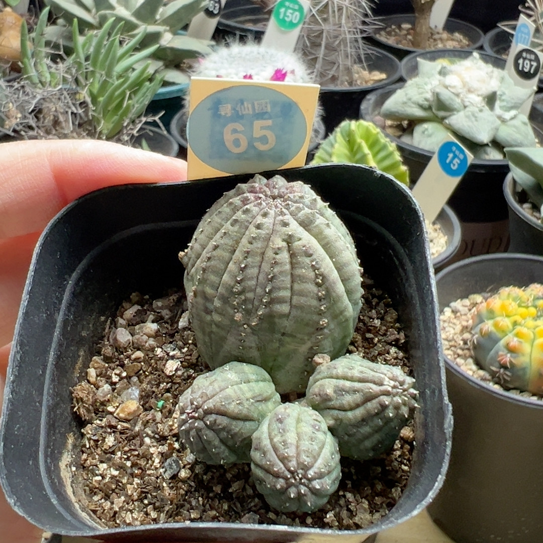 19自根布纹球群一棵,鲜花速递/花卉仿真/绿植园艺,多肉植物,淘宝优惠券,粉丝福利购,淘宝优惠卷