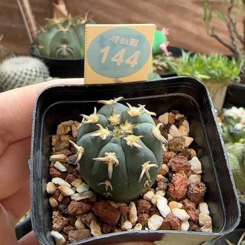 14实生短豪刺猫爪2.7cm